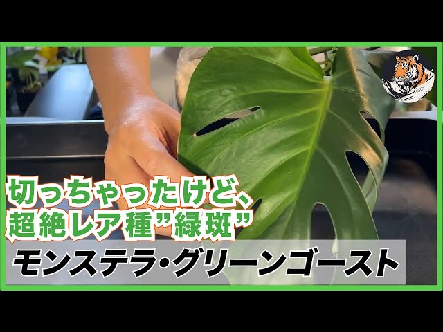 トシ　モンステラ　GOG抹茶斑入り トシ様専用 モンステラ GOG抹茶斑入り