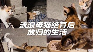 一次放归了两只绝育母猫二花和六六