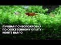 Самое лучшее почвопокровное растение для аквариума - Монте Карло