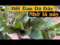 Hết Đau Dạ Dày nhờ Lá này. PHAN HẢI Channel