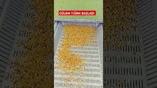 Hanımeli Hasadı Başladı - Arı Ekmeği