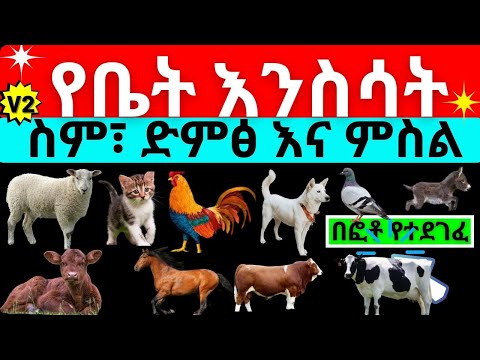 ቪዲዮ: የ 17 ኛው ክፍለ ዘመን አርቲስቶች በጣም ያልተለመደ ሞዴል የሆነችው ardም ሴት