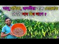    bengena kheti amita kheti  jolokiya kheti  alu kheti in assam 1 cnborganic