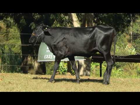 LOTE 18 • 10º LEILÃO FAMÍLIAS • GIROLANDO E GIR LEITEIRO • 4420CX