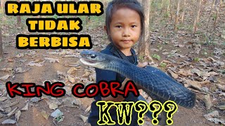 PENGEJARAN ULAR HITAM !!! (Auto lari maraton)