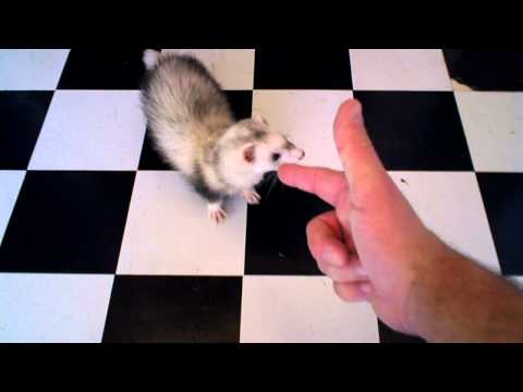 "Puppy" the Ferret Shot Dead