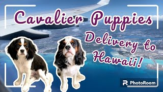 Puppies Delivered to New Homes | Arizona to Big Island and Kauai