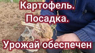 Урожайная посадка картофеля