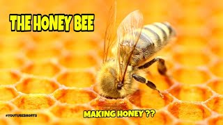 #youtubeshorts The Honey Bee   #short