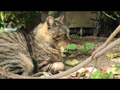 船上海岸地域猫松吉洋子2026 3 30a