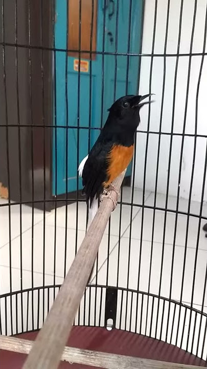 Murai batu panggil jokowi