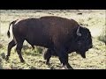 Yellowstone National Park Trivia