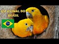 ARARAJUBA - UMA JOIA RARA DO BRASIL! UMA LINDA ESPÉCIE DE AVE DA FAUNA BRASILEIRA!