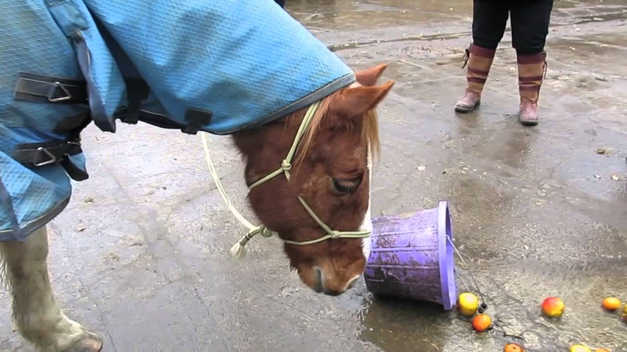 Horse Awareness Course Comments