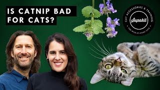 Is Catnip Bad For Cats? by Supakit 405 views 1 year ago 11 minutes, 25 seconds