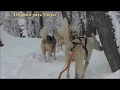 DESTINO PARA VIAJAR  TV  Nota   Bosque de Huskies en Cerro Chapelco  Síntesis