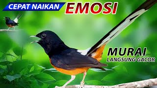 Sadis... Masteran Burung Murai Gacor AMPUH untuk Pancingan Dijamin Langsung Nyaut