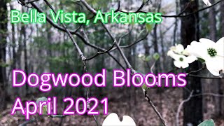 Dogwood Blooms