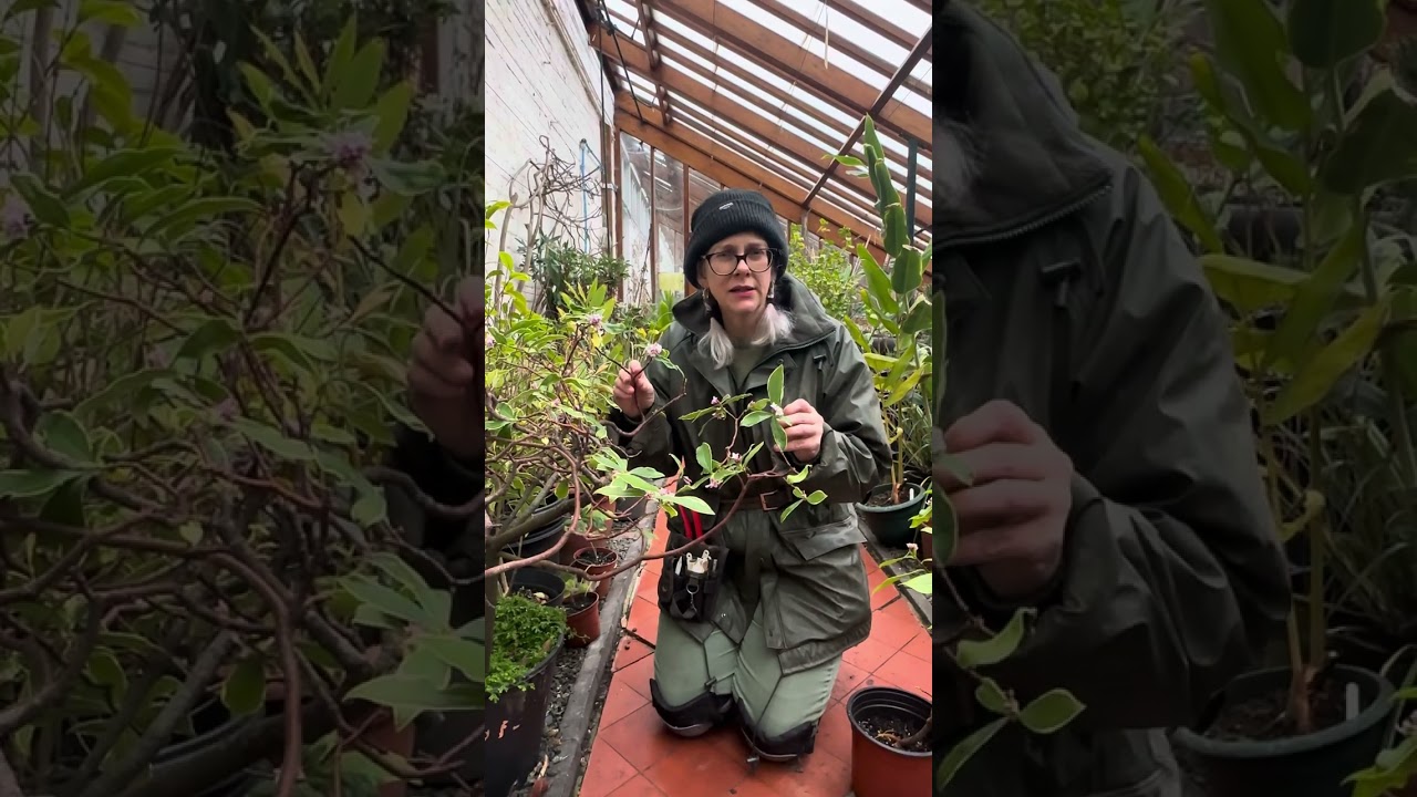 Amazingly scented plant (Daphne Odora Aureomarginata)