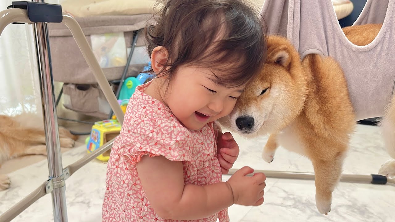 嫌いな爪切りに泣き叫ぶも1歳児に元気付けられ落ち着きを取り戻す豆柴