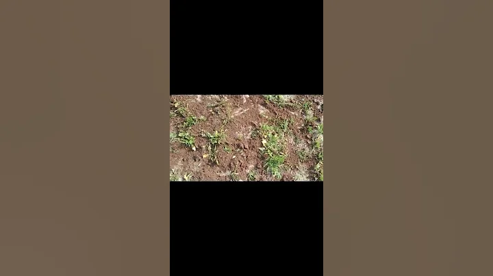 Adding Cow Dung Manure To My Garden || SUPPORT ME BY SUBSCRIBING TO MY CHANNEL #shorts