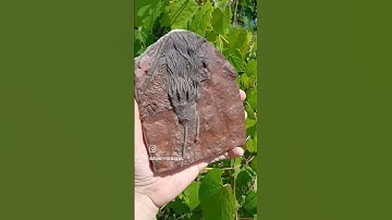 An Almost Alien Fossil - The Crinoid