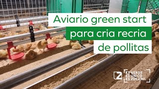 🐤 AVIARIO GREEN START PARA CRIA RECRIA DE POLLITAS