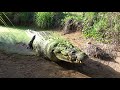 Behind the Scenes with Monster Size Australian Crocs