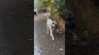 Koca Kurt Sürünün Sahi̇bi̇