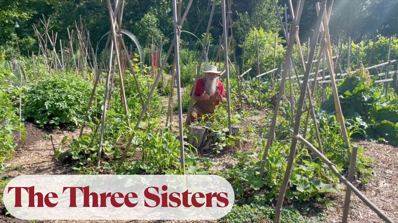 The Three Sisters: Companion Planting Basics | How Plants Help Each Other  Grow