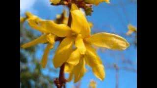 Download lagu Komm, Lieber Mai(Longing for The Spring) - Mozart - Mitshuko Shirai - Soprano