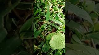 New Best Ringtone To Cg Song.. Arpa Pairi Ke Dhar Discribe The Any 🐜🐜🐜🐜.....