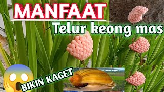 MANFAAT TELUR KEONG MAS | MANFAAT KEONG MAS | KEONG MAS