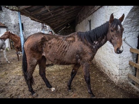 ★Скаковая лошадь за 19 миллионов чахла от голода на заброшенной ферме. Волонтёры смогли её спасти!