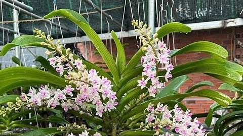 15/12 hoa Lan ngọc điểm rừng rất đẹp và rất thơm sđt zalo 0987157820