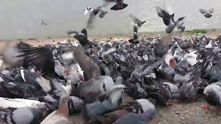 Compassion & Rescuing Cute and Lovely Million of Pigeons flying at Riverside