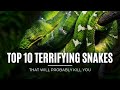 Top 10 terrifying snakes that will probably kill you factswow snakes