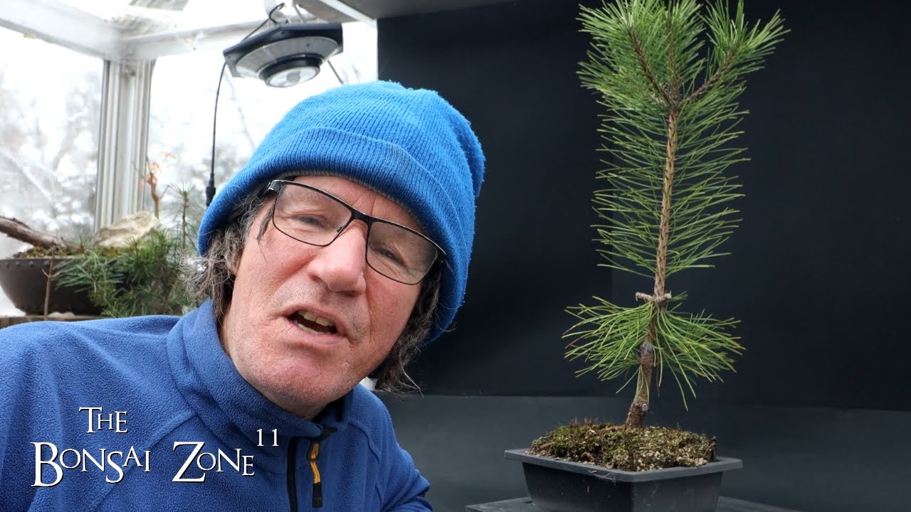 Pruning My Japanese Black Pine Seedling and it's History, The Bonsai Zone, Jan 2024