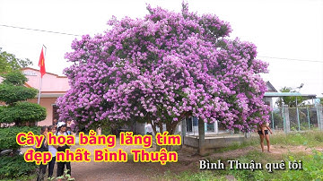 Cây bằng lăng tím đẹp nhất Bình Thuận I Bình Thuận quê tôi
