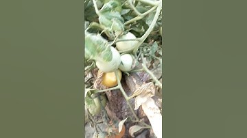 DO THIS with tomato 🍅 plants|| Tips to get lots of tomatoes #tomoto #gardening #shorts#plantcare