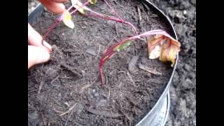 How To Grow Beets, Carrots or Parsnips in Containers DIY