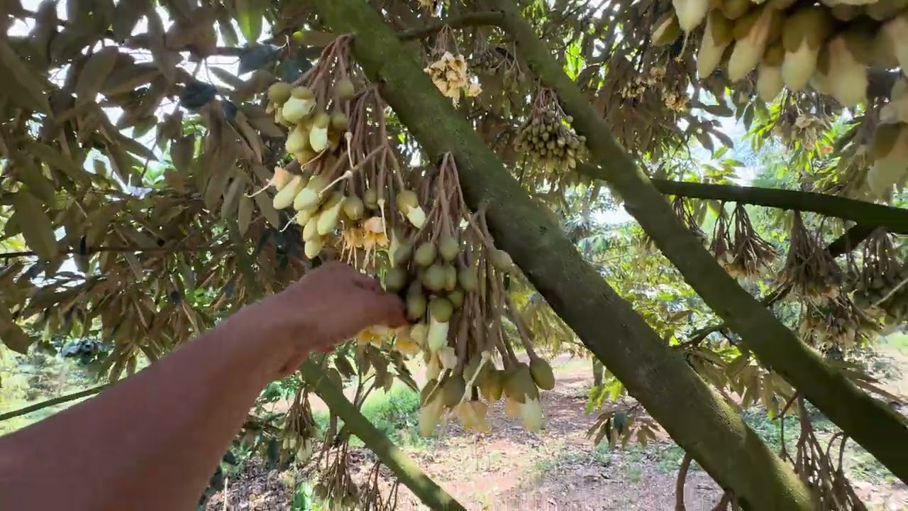 Làm bông sầu riêng ra cùng cơi đọt , tiết kiệm tiền phun thuốc chặn đọt trong thời gian cây xả nhuỵ 