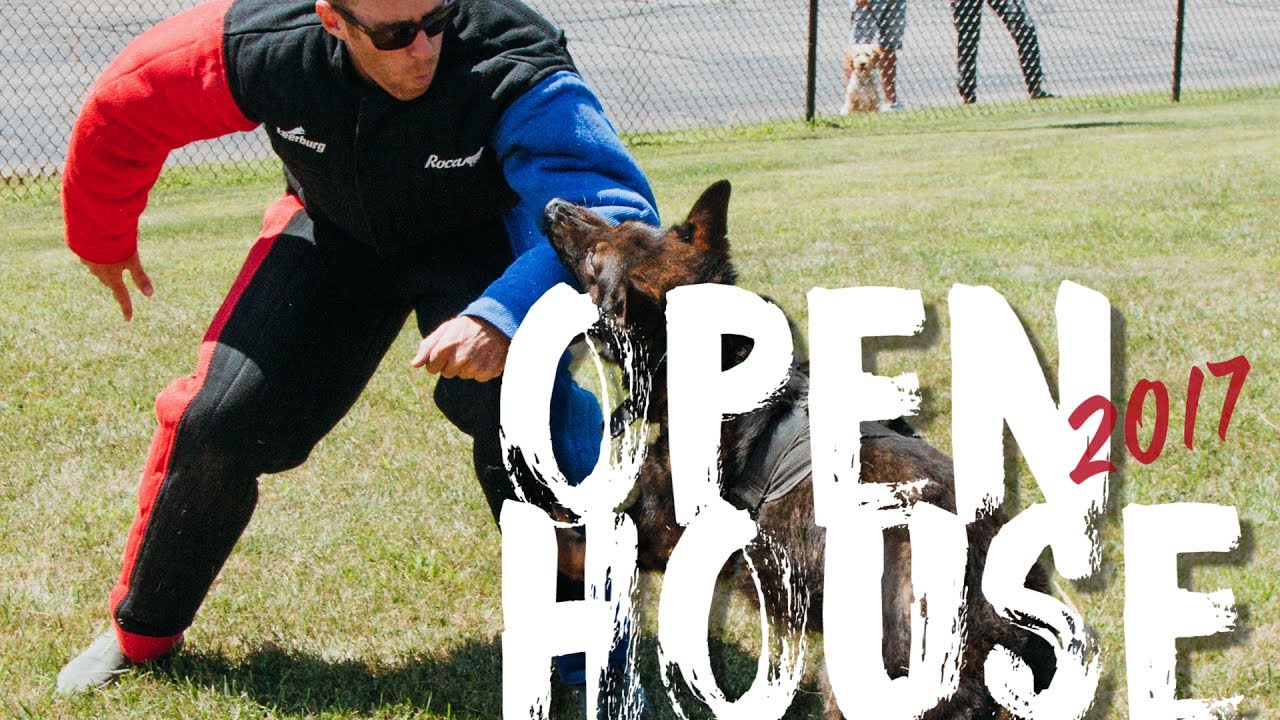puppy paradise Leerburg Open House 2017