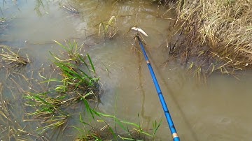 Nước Rút Cá Gôm Hết Xuống Mương Xiệt Trúng Mánh Cá Lóc Cá Trê Lươn | kích cá miền tây