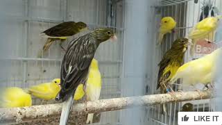 JAPAN HOSO CANARY SINGING WATCH & ENJOY FRIENDS 👭👬👫🐥#canary #birds #lovebirds #java