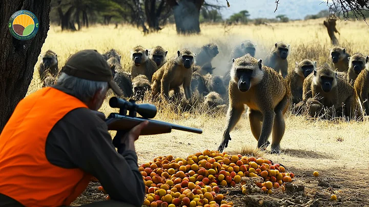 How Do South African Farmers And Hunters Deal With Baboons By Guns | Farming Documentary