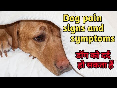 Signs And Symptoms That Your Dog Is In Pain / How to Tell if a Dog Is in Pain