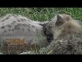 Ribbon feeding her young hyena cubs
