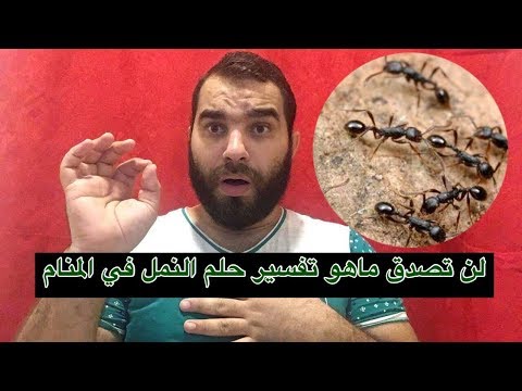 فيديو: لماذا يحلم النمل