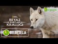 Beyaz kurtlar trke dublaj belgesel izle  belgeselia